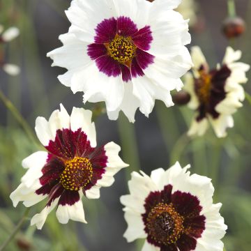 Coreopsis tinctoria Incredible! Swirl (semi) - Coreopside