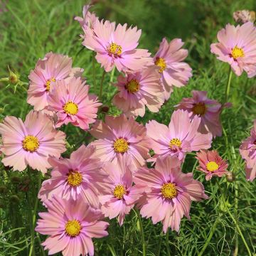 Cosmos Apricotta - Cosmea