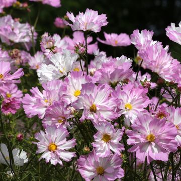 Cosmos Colletta Pink-White (semi)  - Cosmea