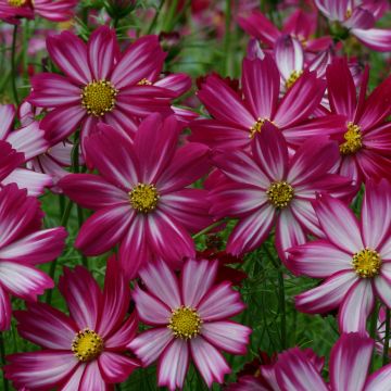 Cosmos Cosimo Red White - Cosmea