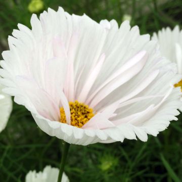 Cosmos Cupcakes White - Cosmea