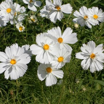 Cosmos Psyché White - Cosmea
