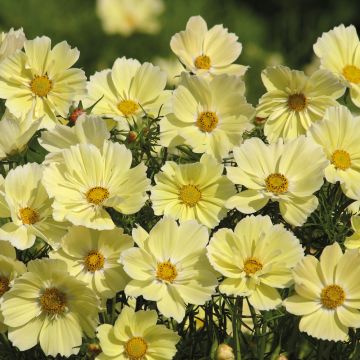 Cosmos Xanthos (semi) - Cosmea
