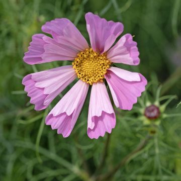 Cosmos Pinwheel Pink - Cosmea