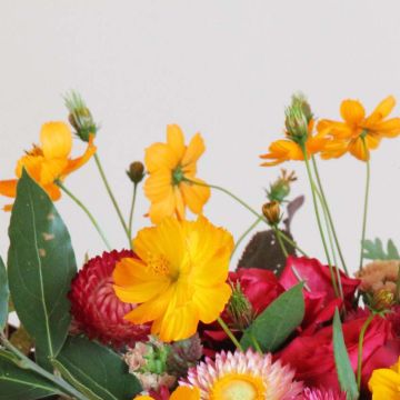 Cosmos sulphureus Crest Orange - Cosmea arancione