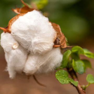 Cotone - Gossypium herbaceum (semi)