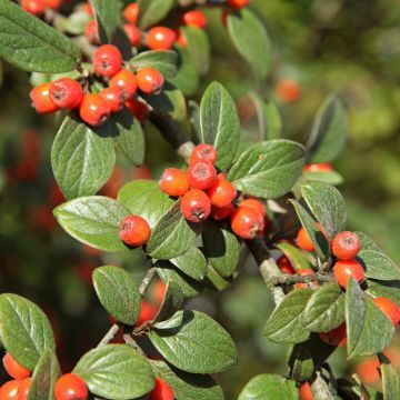 Cotoneaster franchetii - Cotognastro di Franchet (semi)