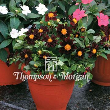 Dahlia variabilis Black Beauty