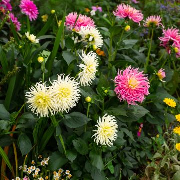 Dahlia variabilis Cactus Hybrids Mixed