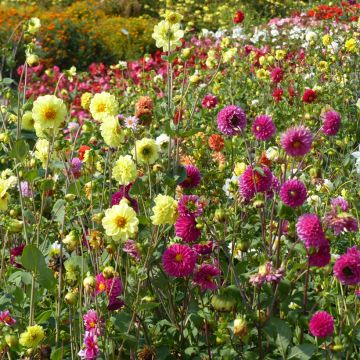 Dahlia variabilis Pompon Mix