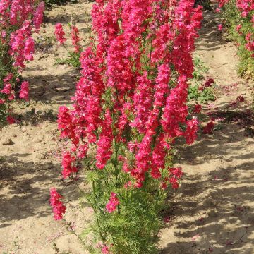 Delphinium Kingsize Scarlet - Speronella