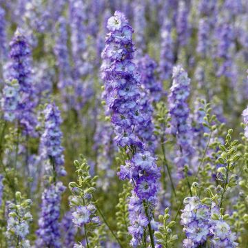 Delphinium consolida DelQIS White Blue Edge - Speronella consolida