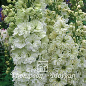 Delphinium elatum Green Twist - Speronella elevata