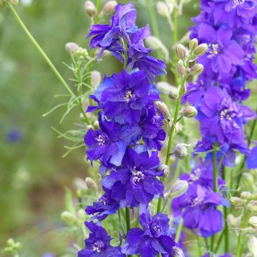 Delphinium Imperial QIS Dark Blue (semi) - Speronella
