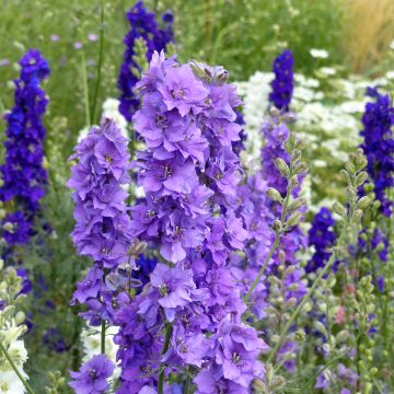 Delphinium Imperial QIS Lilac (semi) - Speronella