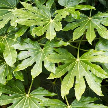 Fatsia japonica (semi) - Aralia giapponese