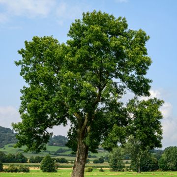 Fraxinus excelsior - Frassino maggiore (semi)