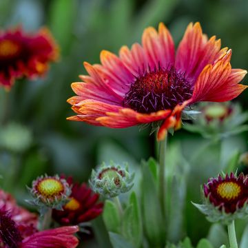 Gaillardia grandiflora Arizona Red Shades (semi)