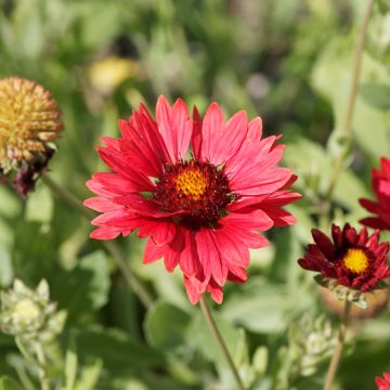 Gaillardia grandiflora Burgunder (semi)
