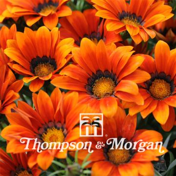 Gazania rigens Kiss bronze - Gazania del Capo