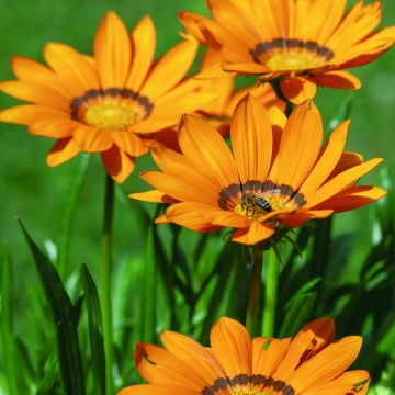 Gazania Zany F1 Orange (Semi rivestiti) - Gazania del Capo