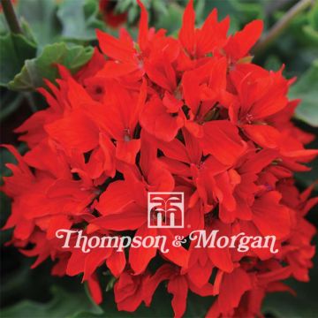 Pelargonium Quantum Red F1