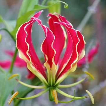 Gloriosa superba Rothschildiana (semi)