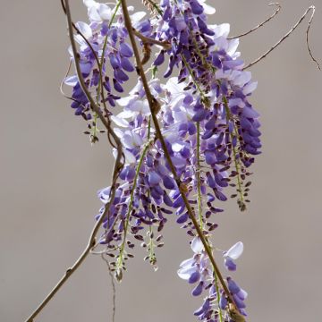 Wisteria sinensis - Glicine comune (semi)