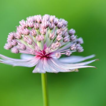 Astrantia major (semi)