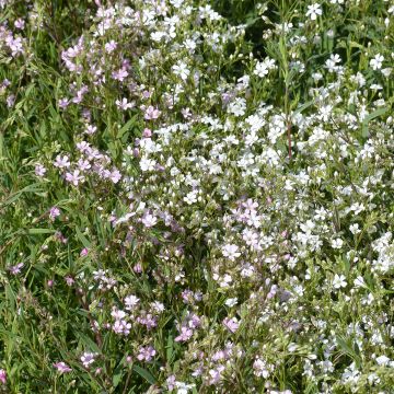 Gypsophila repens Albarosa Mix (semi)