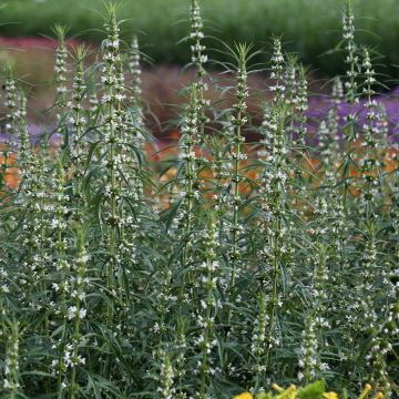 Leonurus sibiricus Alba - Marihuanilla