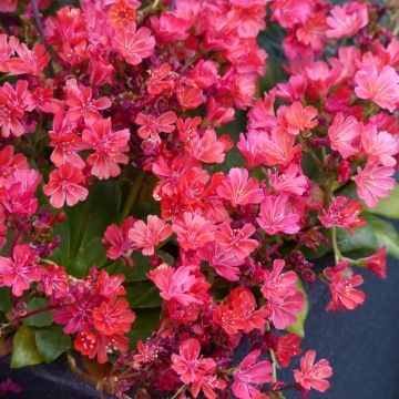Lewisia cotyledon Elise Ruby Red (semi)