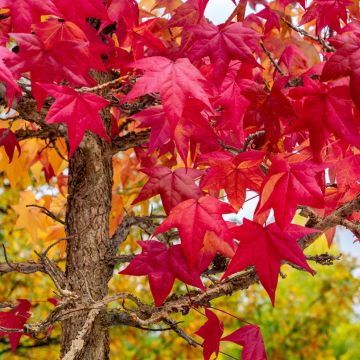 Liquidambar styraciflua - Storace americano (semi)