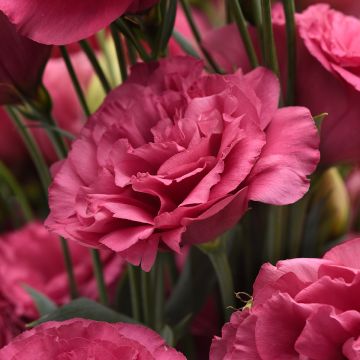 Lisianthus Can Can Carmine Rose (semi) - Eustoma