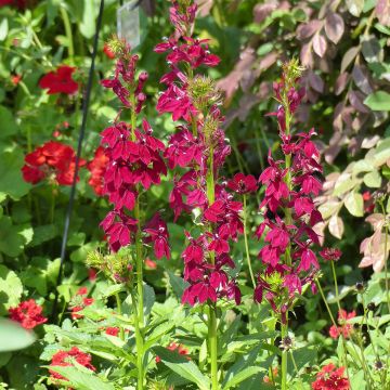 Lobelia speciosa Fan Burgundy (Semi rivestiti)