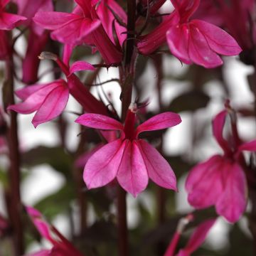 Lobelia speciosa Starship Rose  (Semi rivestiti)