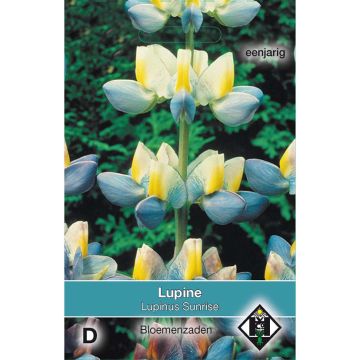 Lupinus cruickshankii Sunrise - Lupino