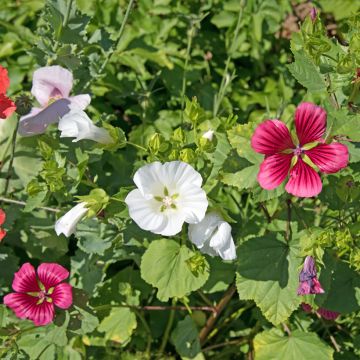 Malope trifida bianca