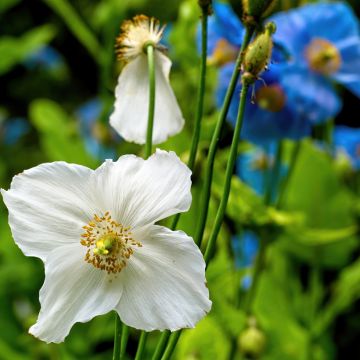 Meconopsis baileyi Alba