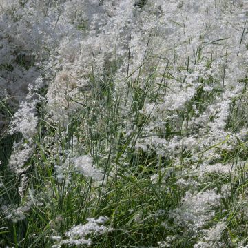Melinis minutiflora Silver Queen (semi)