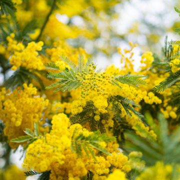 Acacia dealbata - Mimosa (semi)
