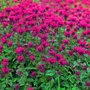 Monarda didyma Panorama Red Shades (semi)