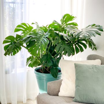 Monstera deliciosa (semi)