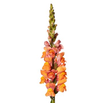 Graines de Muflier Royal Bride - Antirrhinum majus