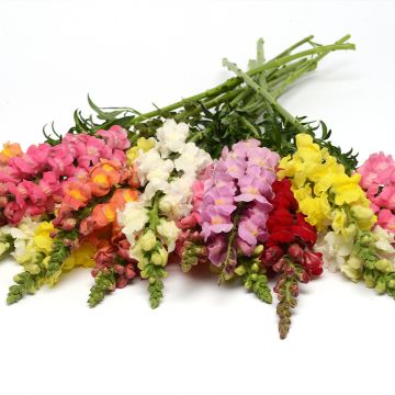 Antirrhinum F1 Rocket Mix (semi) - Antirrino