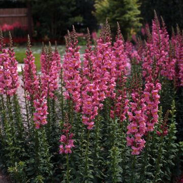 Antirrhinum Rocket Rose Shades (semi) - Antirrino