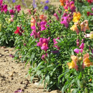 Antirrhinum Magic Carpet Mix (semi) - Antirrino