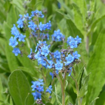 Cynoglossum Firmament (semi) - Cinoglosso