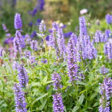 Nepeta nervosa Blue Moon
