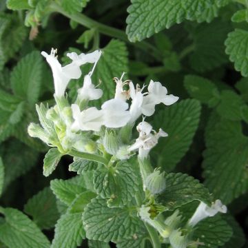 Nepeta racemosa bianca (semi)
